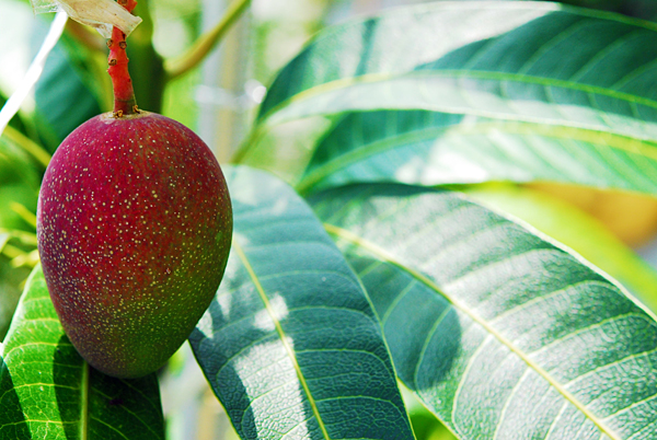 [답변][답변]과수원개원전묘목